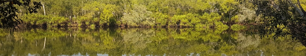 Das bewaldete Ufer von Arnhem, dem Land der Aborigines. So präsentiert es sich vom Boot auf dem Yellow-Water aus gesehen. ©DRB-Partner